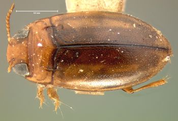 Media type: image;   Entomology 5982 Aspect: habitus dorsal view